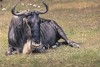 Ngorongoro National Park