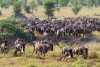 Wildbeast migration at Serengeti Tanzania