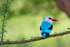 Woodland kingfisher, Manyara Lake National Park