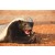 Honey Badger(Mellivora capensis)