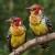 Red-and-yellow Barbet (Trachyphonus erythrocephalus) 