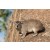 Rock hyrax (Heterohyrax brucei)