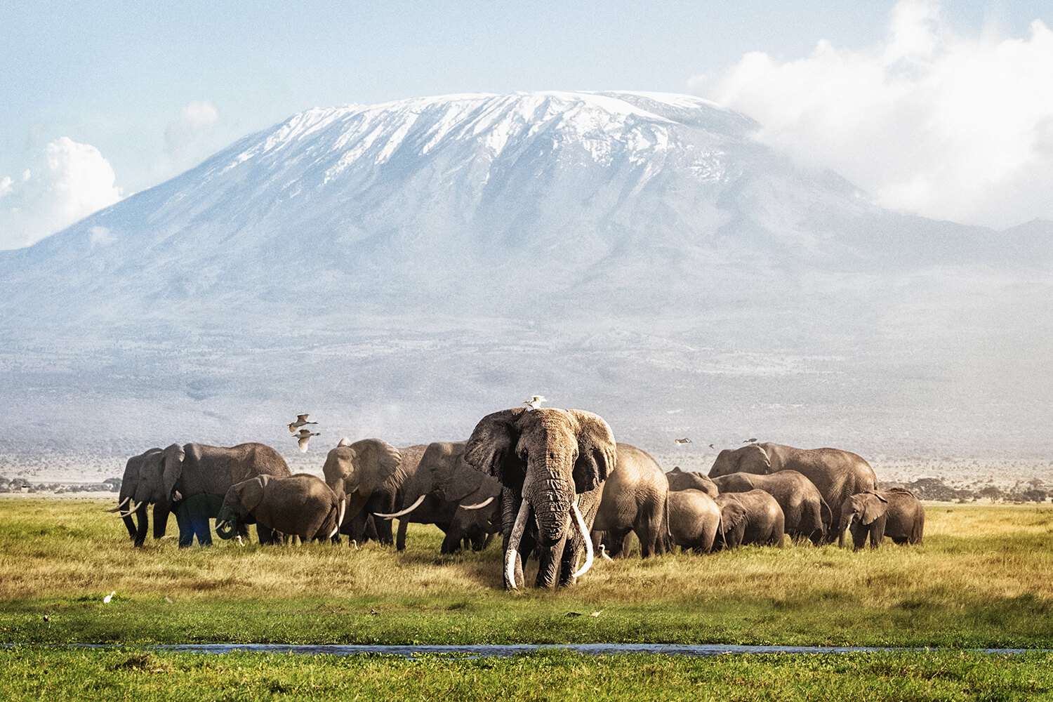 Amboseli National Park Shadows Of Africa Amboseli National Park Shadows Of Africa
