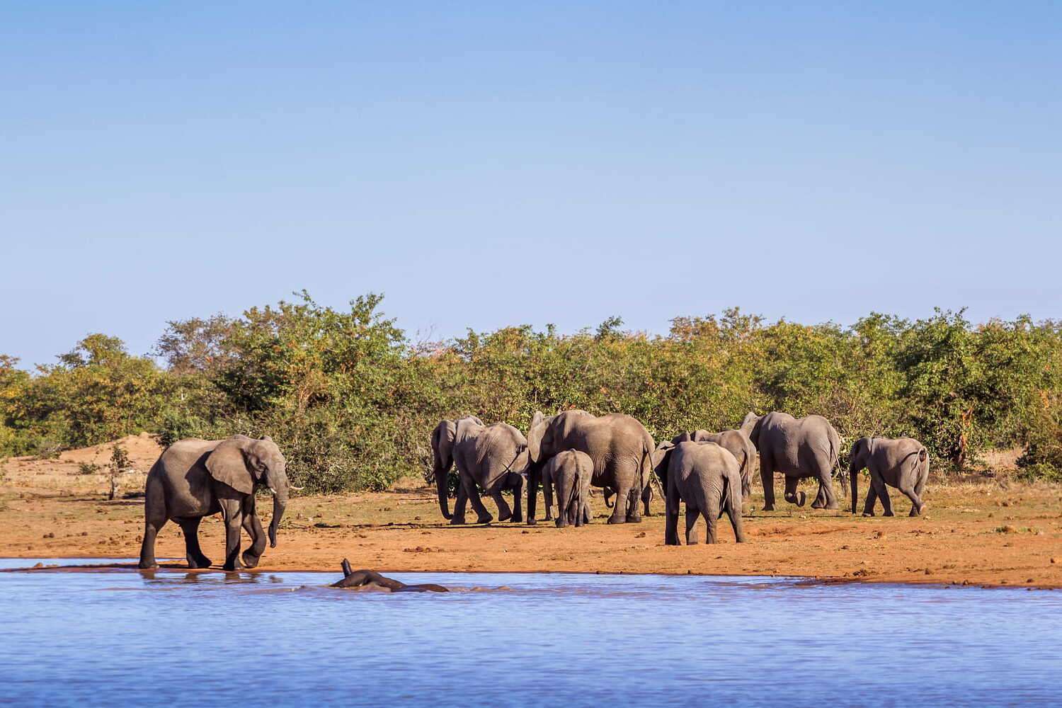 South Africa Kruger National Park