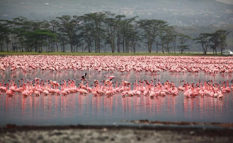 Flocks of flamingo. Africa. Kenya. Lake Nakuru