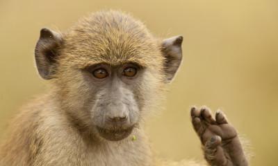 Why Travel to Kenya
