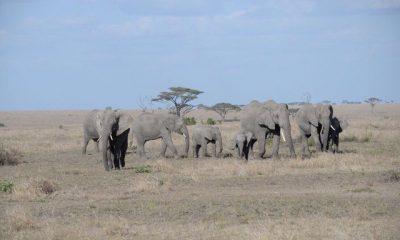 Wild elephants seen on Dubai to Big Five Safari through Tarangire