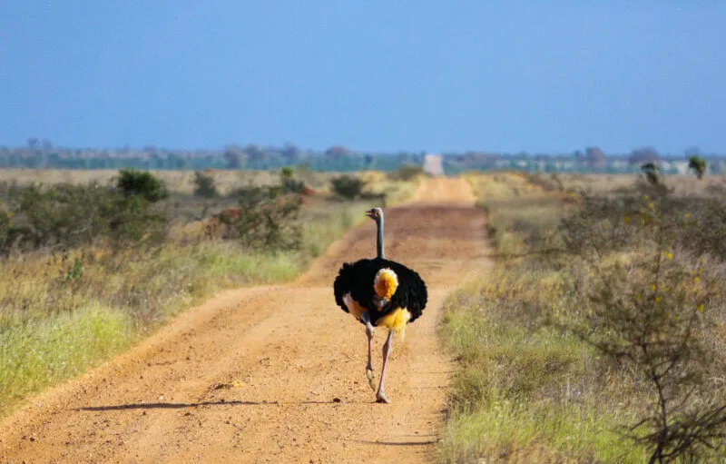 Top 5 Safari Parks to Visit from Mombasa: The Best Places for a Short Safari from Mombasa 7