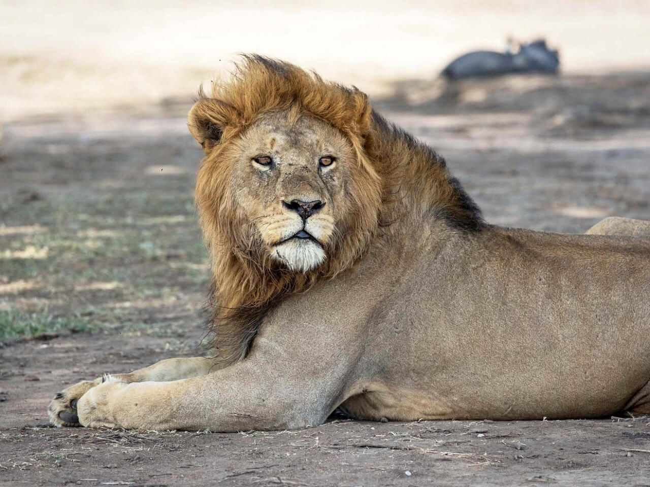 Best Time to Visit Kenya for Big Five Safaris