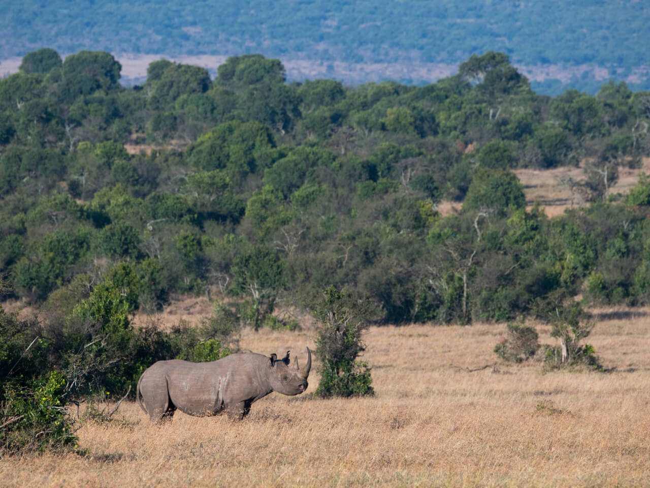 laikipia plateau