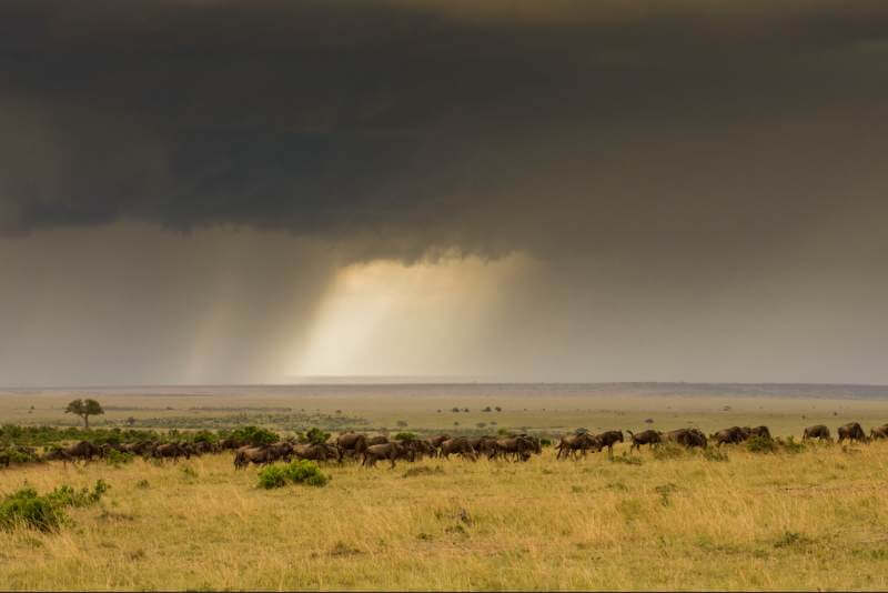 best time to visit Kenya safari