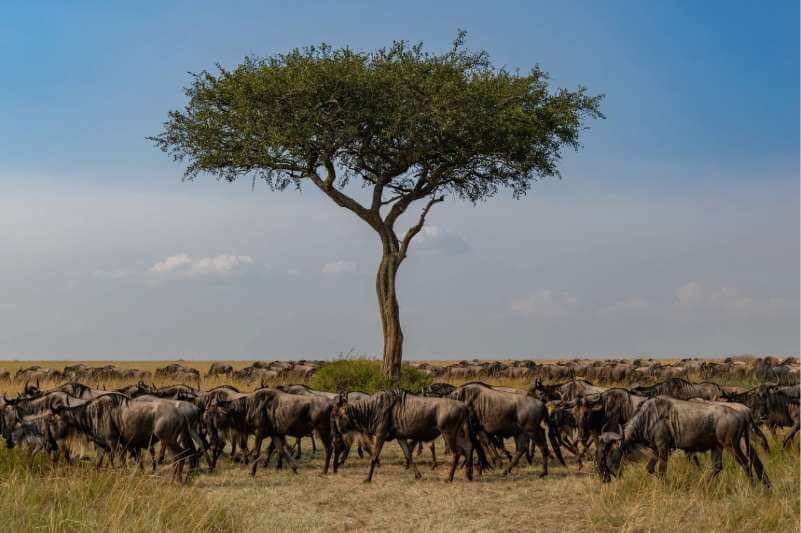 Kenya safari seasons 