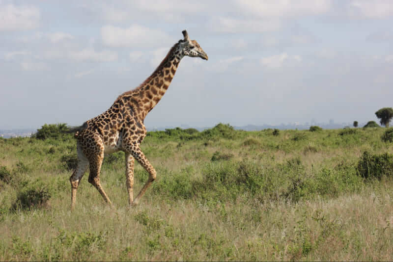 Best Places for Walking Safari in Kenya
