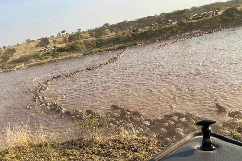 Best Safari Parks for Migration Viewing