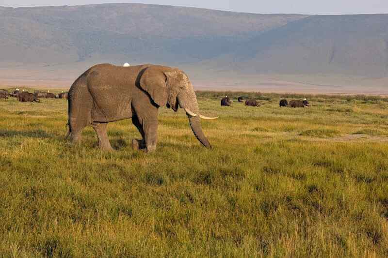 Big Five Safari in Ngorongoro Crater