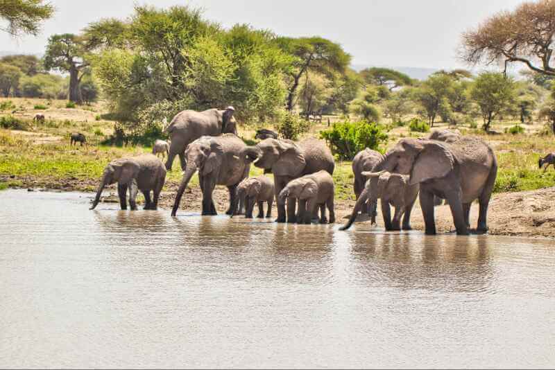 Elephant Herds of Tarangire National Park