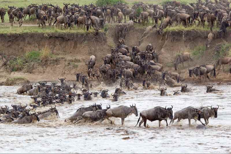 Mara River Crossings
