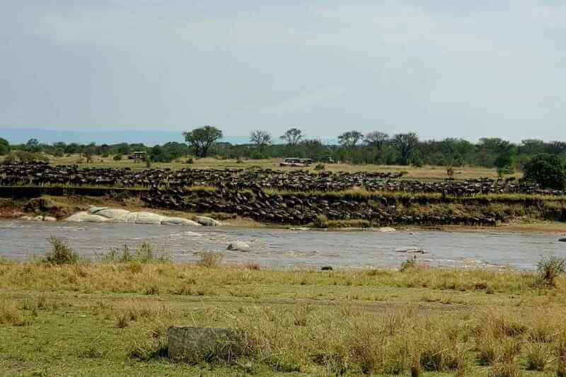 Planning a Migration Safari