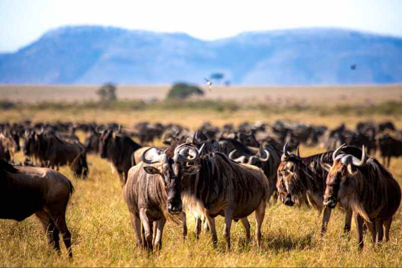 The Great Wildebeest Migration – Serengeti National Park