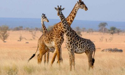 Top 5 Unforgettable Wildlife Encounters in Tanzania's National Parks