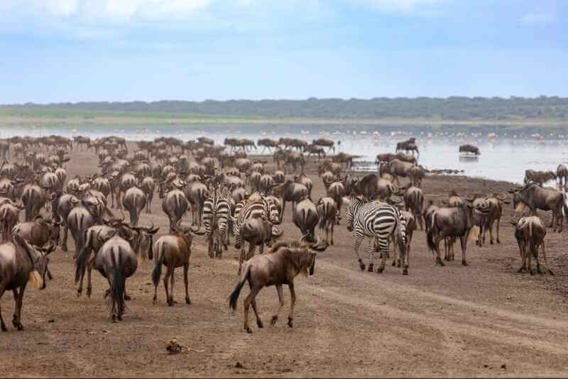 Great Migrations Tanzania