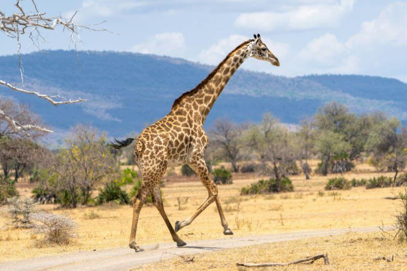 Giraffe Behavior