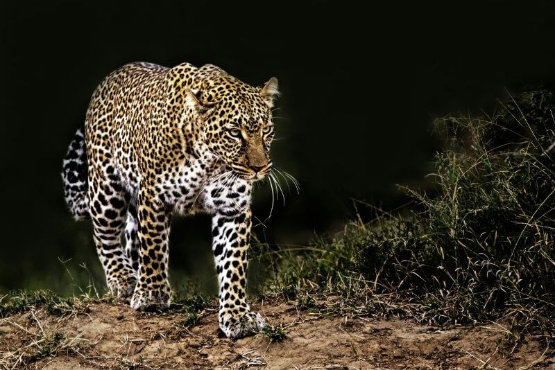Leopards African safari