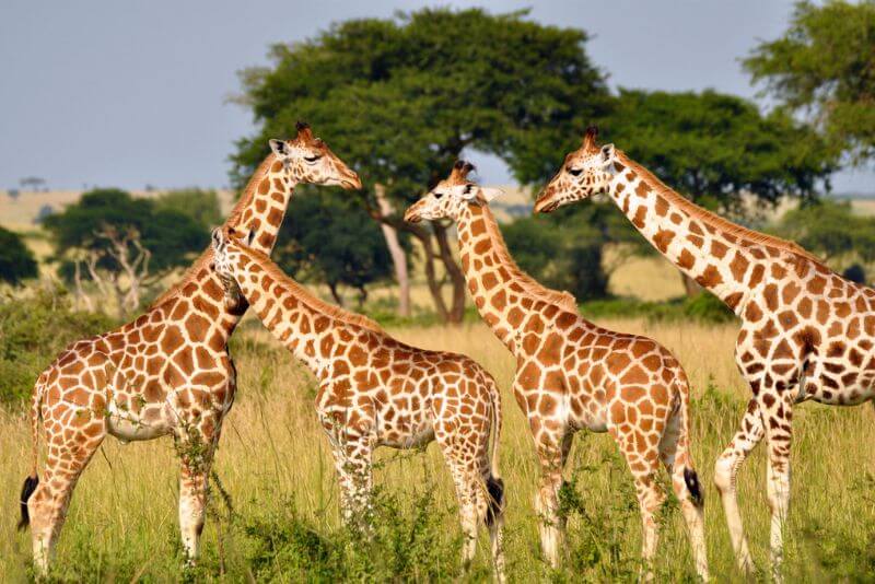 Wild giraffes