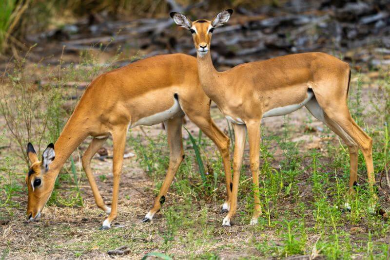 Antelope in Africa