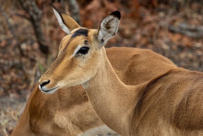 Gazelle in Africa