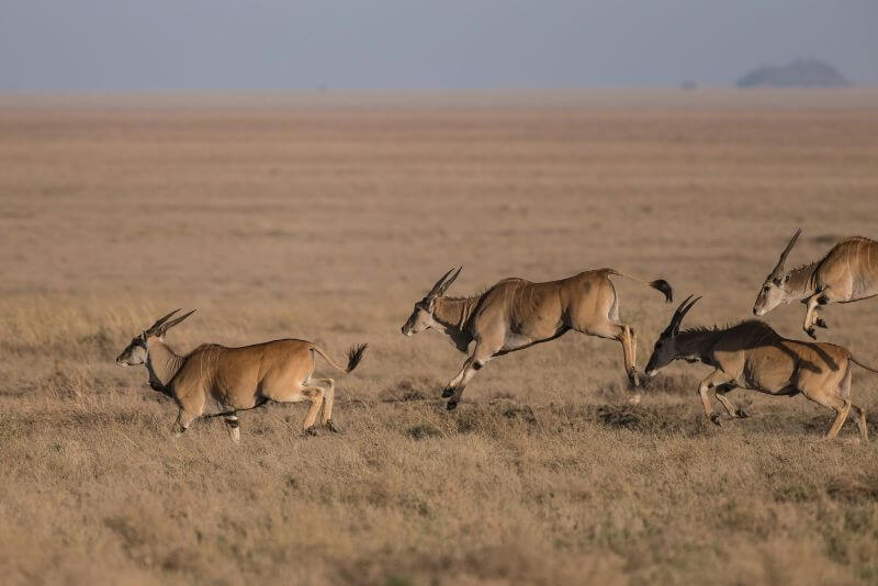 Gazelles in Africa