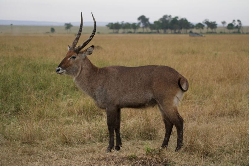 Waterbuck