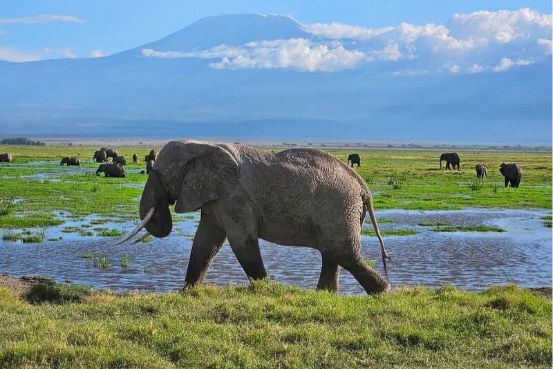 Elephant in Amboseli