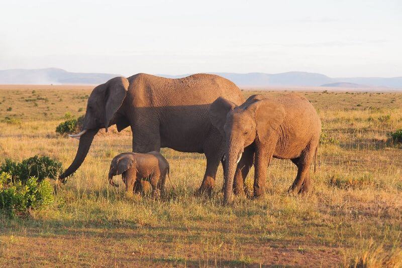 Kenya Safari Tours