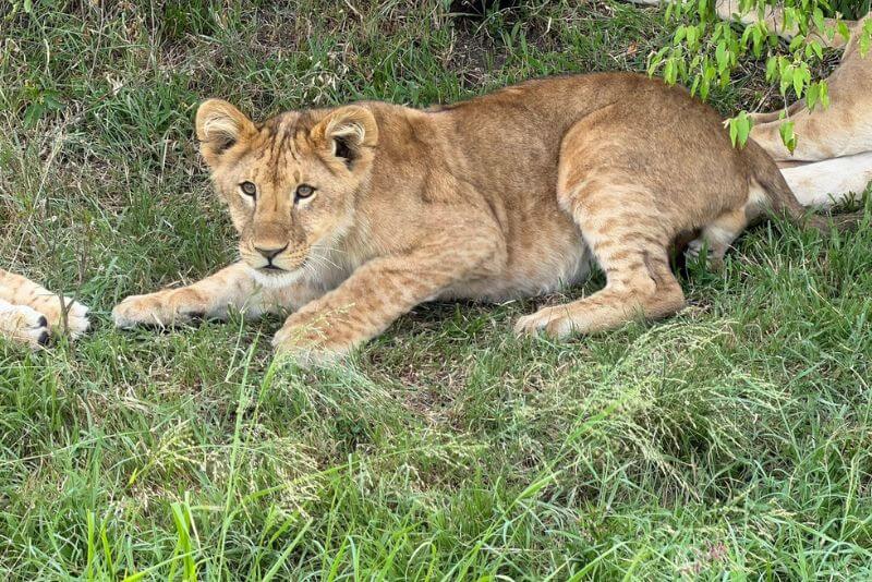 Kenya Wildlife Safaris